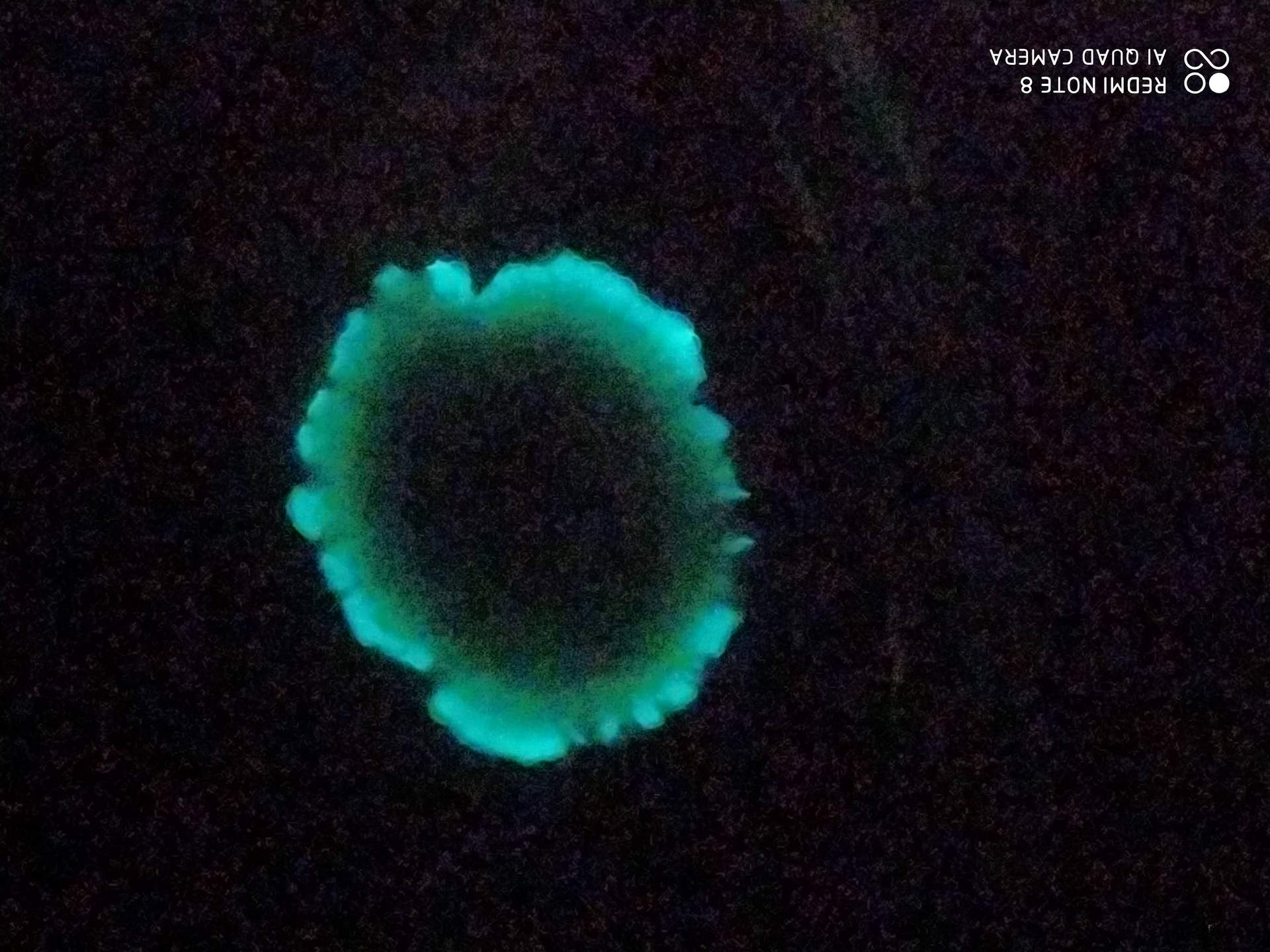 Bioluminescent microbes