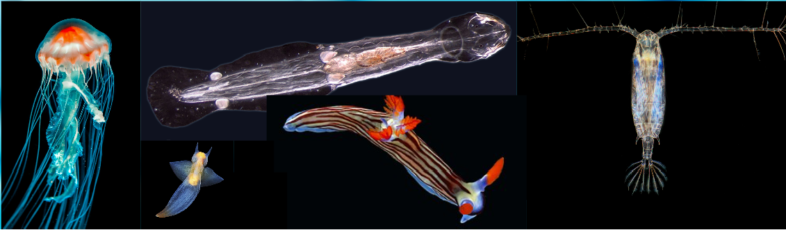Invertebrate compounds